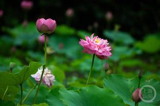 雷电竞app下载苹果